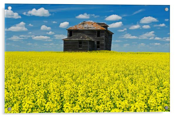 Old Farmhouse in Canola Field  Acrylic by Dave Reede