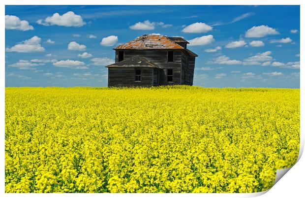 Old Farmhouse in Canola Field  Print by Dave Reede