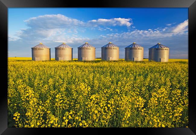 Grian Bins in Canola Field Framed Print by Dave Reede