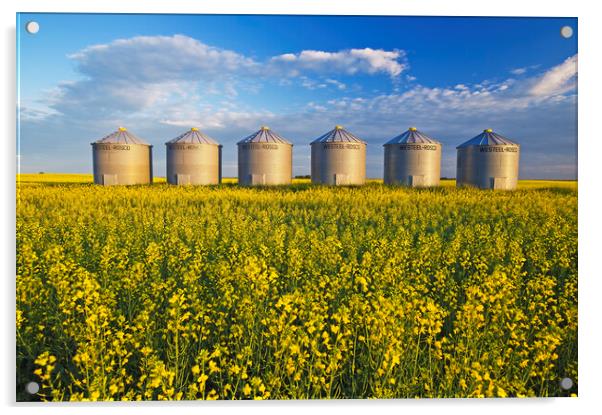 Grian Bins in Canola Field Acrylic by Dave Reede