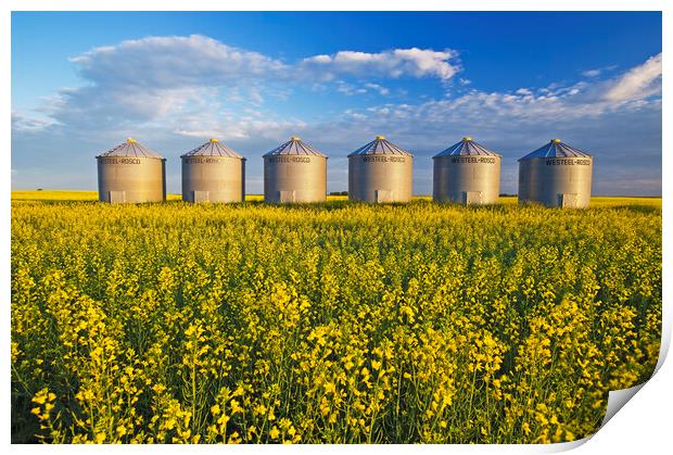 Grian Bins in Canola Field Print by Dave Reede