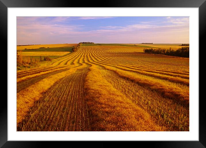 Farmland Patterns Framed Mounted Print by Dave Reede