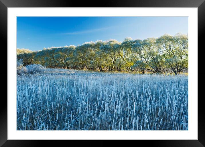 Shelterbelt on Farmland  Framed Mounted Print by Dave Reede