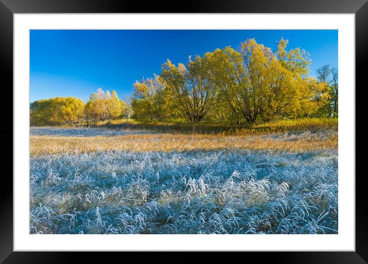 Autumn Frost Framed Mounted Print by Dave Reede
