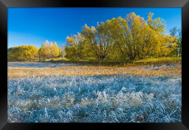 Autumn Frost Framed Print by Dave Reede
