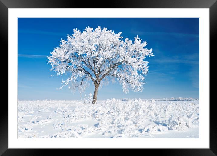Alone On the Prairies in the Frost Framed Mounted Print by Dave Reede
