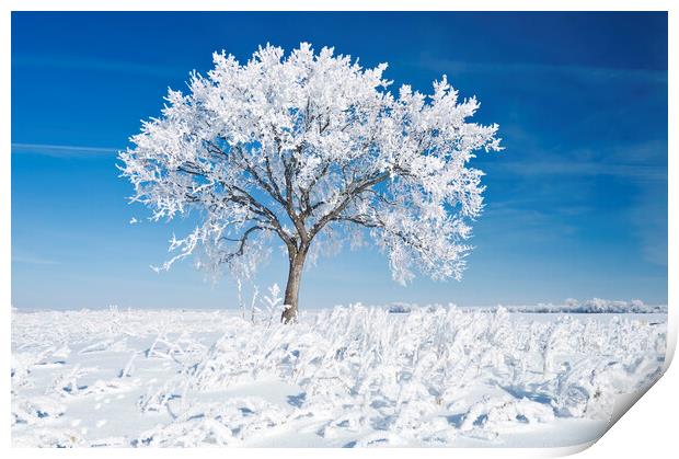Alone On the Prairies in the Frost Print by Dave Reede