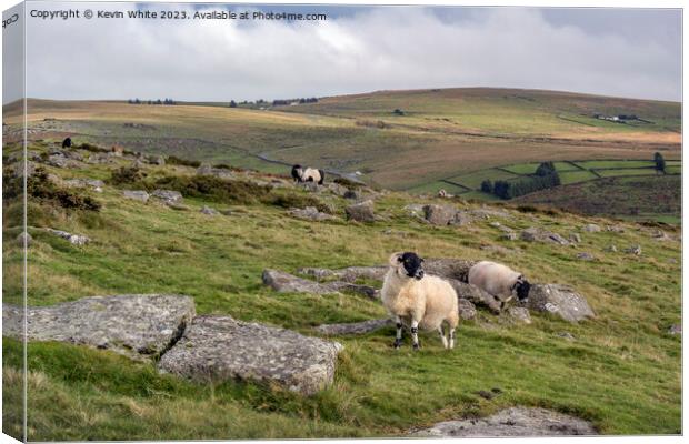Black face sheep on Dartmoor Canvas Print by Kevin White