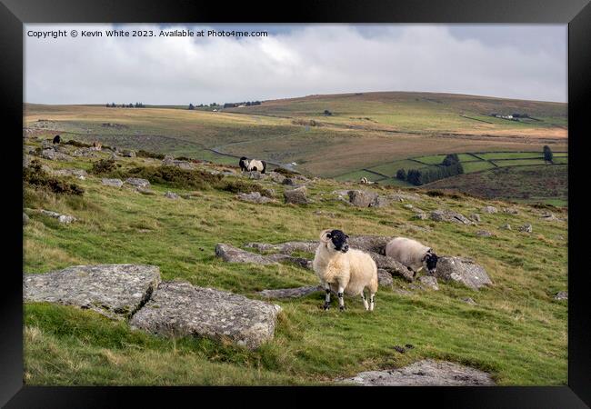 Black face sheep on Dartmoor Framed Print by Kevin White
