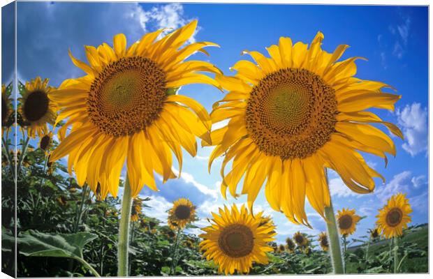 Sunflowers Canvas Print by Dave Reede