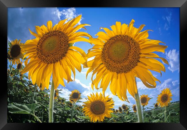 Sunflowers Framed Print by Dave Reede