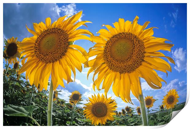 Sunflowers Print by Dave Reede