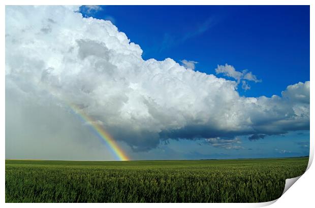 Rainbow Over Wheat Field Print by Dave Reede