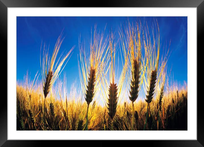Barley Close-Up Framed Mounted Print by Dave Reede