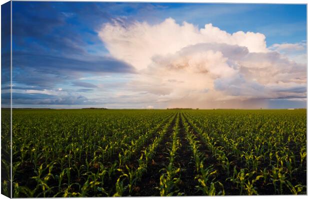 Corn Field Stretching to the Horizon Canvas Print by Dave Reede