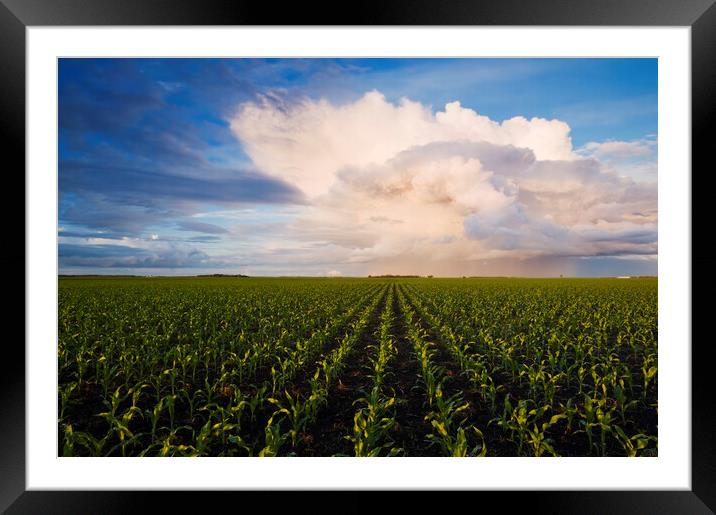 Corn Field Stretching to the Horizon Framed Mounted Print by Dave Reede