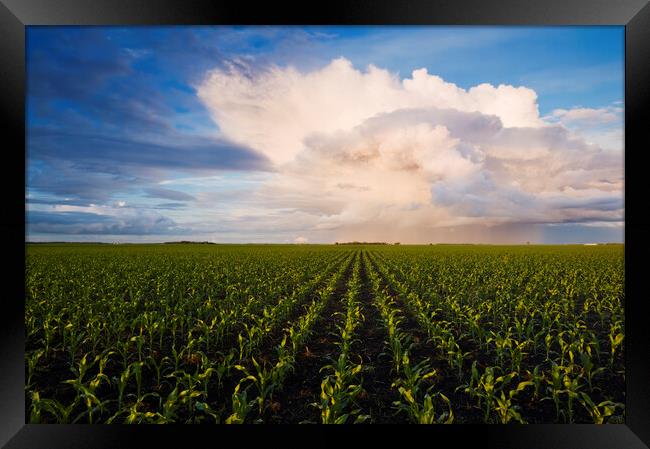 Corn Field Stretching to the Horizon Framed Print by Dave Reede