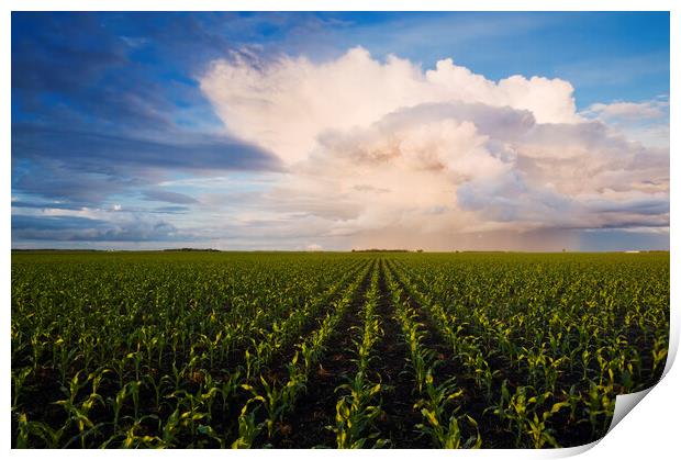 Corn Field Stretching to the Horizon Print by Dave Reede