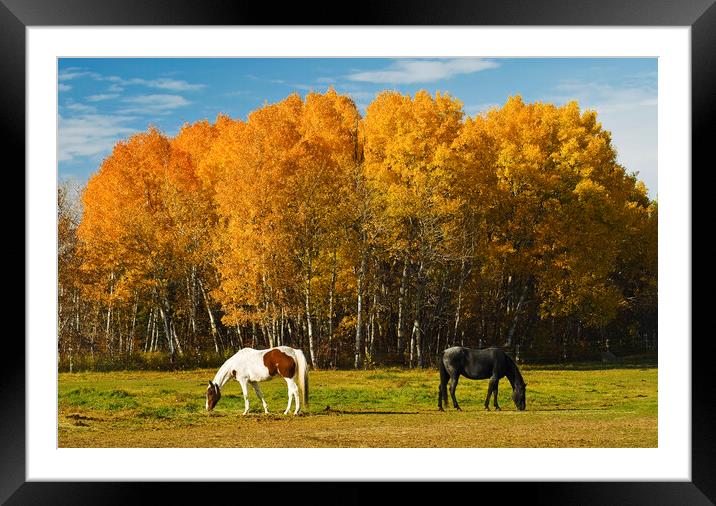 Grazing Framed Mounted Print by Dave Reede