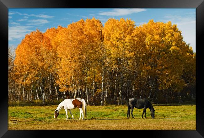 Grazing Framed Print by Dave Reede