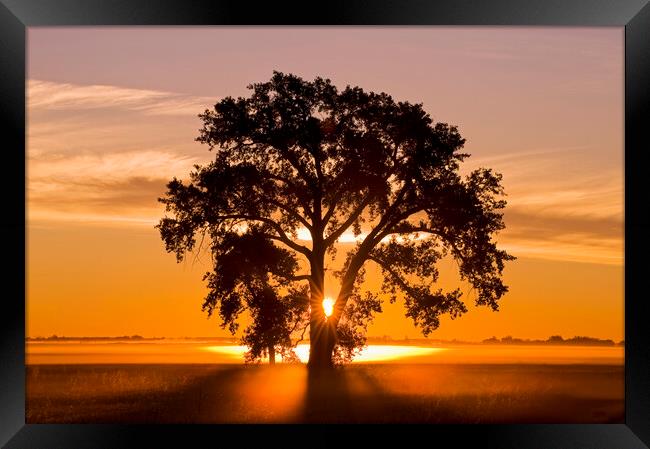 Cottonwood Tree at Sunrise Framed Print by Dave Reede