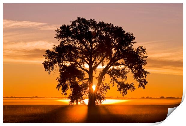 Cottonwood Tree at Sunrise Print by Dave Reede