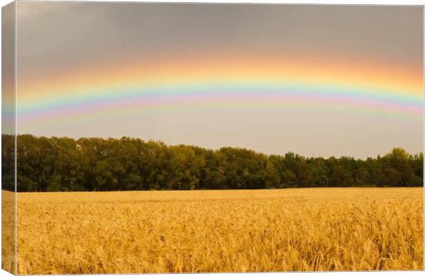 Rainbow over Barley Field Canvas Print by Dave Reede