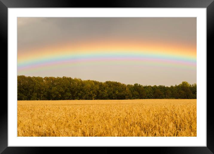 Rainbow over Barley Field Framed Mounted Print by Dave Reede