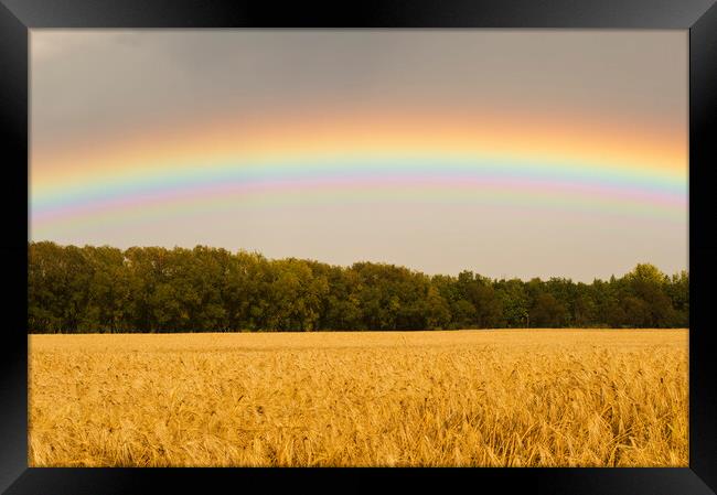 Rainbow over Barley Field Framed Print by Dave Reede