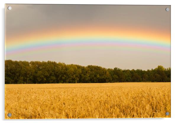 Rainbow over Barley Field Acrylic by Dave Reede