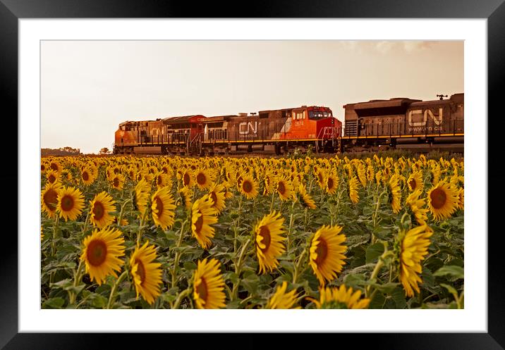 Locomotives Pass a Sunflower Field Framed Mounted Print by Dave Reede