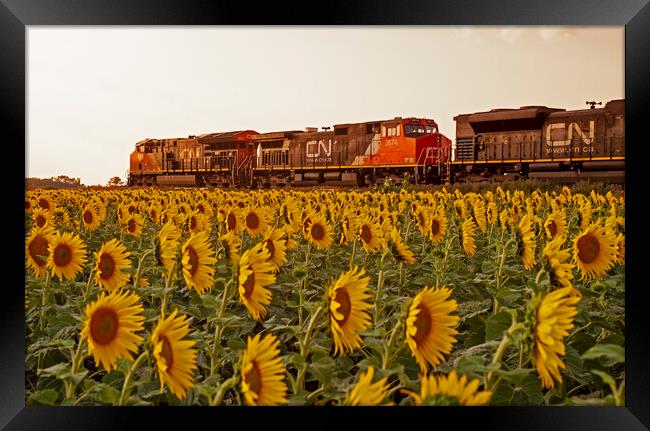 Locomotives Pass a Sunflower Field Framed Print by Dave Reede