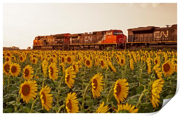 Locomotives Pass a Sunflower Field Print by Dave Reede