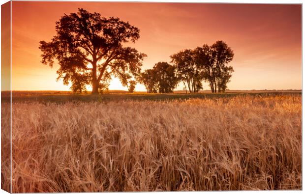Trees at the Edge of a Barley Field Canvas Print by Dave Reede