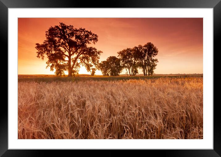Trees at the Edge of a Barley Field Framed Mounted Print by Dave Reede