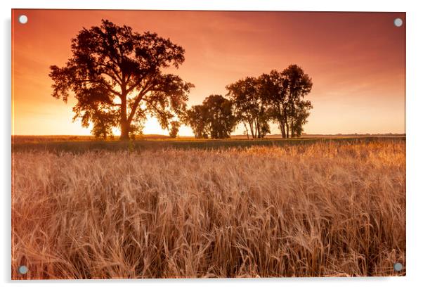 Trees at the Edge of a Barley Field Acrylic by Dave Reede