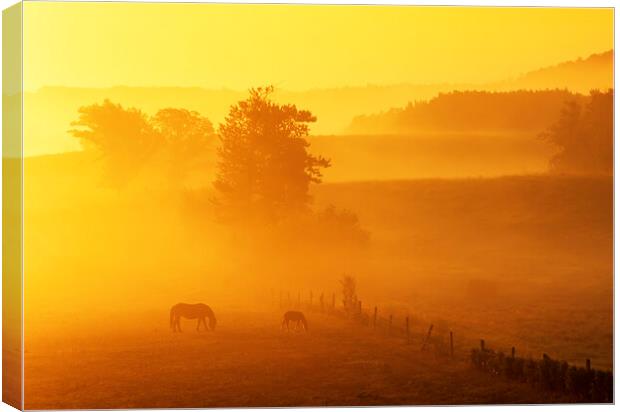 Morning Graze Canvas Print by Dave Reede