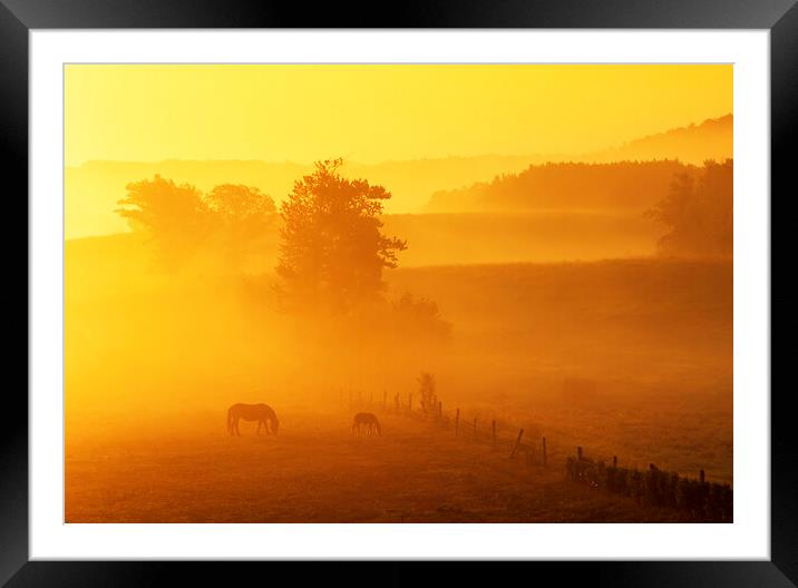 Morning Graze Framed Mounted Print by Dave Reede