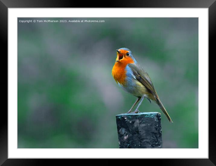 Robin Redbreast Framed Mounted Print by Tom McPherson