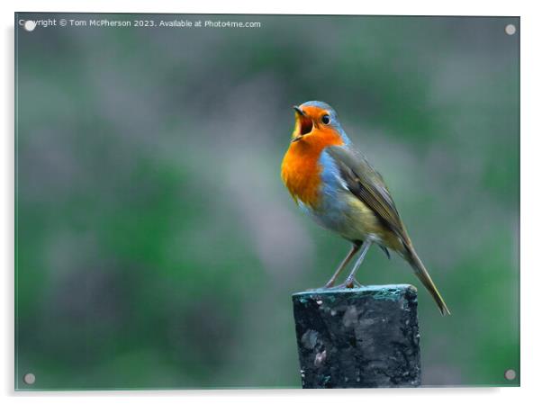 Robin Redbreast Acrylic by Tom McPherson