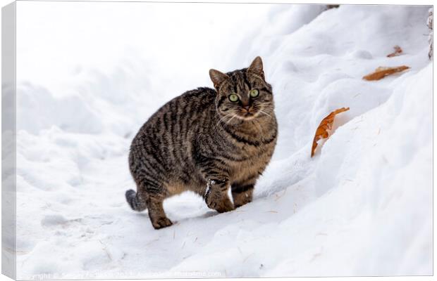 A wild cat hunts in a snowy forest in winter. Canvas Print by Sergey Fedoskin