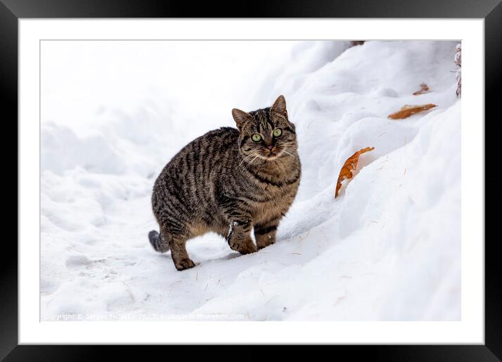 A wild cat hunts in a snowy forest in winter. Framed Mounted Print by Sergey Fedoskin