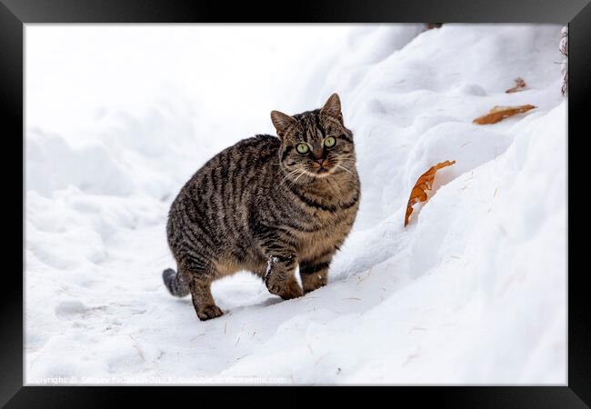 A wild cat hunts in a snowy forest in winter. Framed Print by Sergey Fedoskin