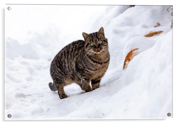 A wild cat hunts in a snowy forest in winter. Acrylic by Sergey Fedoskin