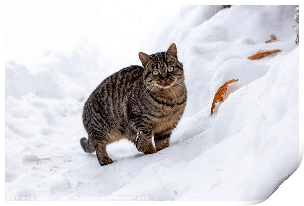 A wild cat hunts in a snowy forest in winter. Print by Sergey Fedoskin