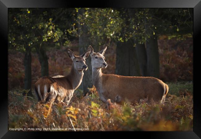 Deer at Richmond Park Framed Print by Philip King