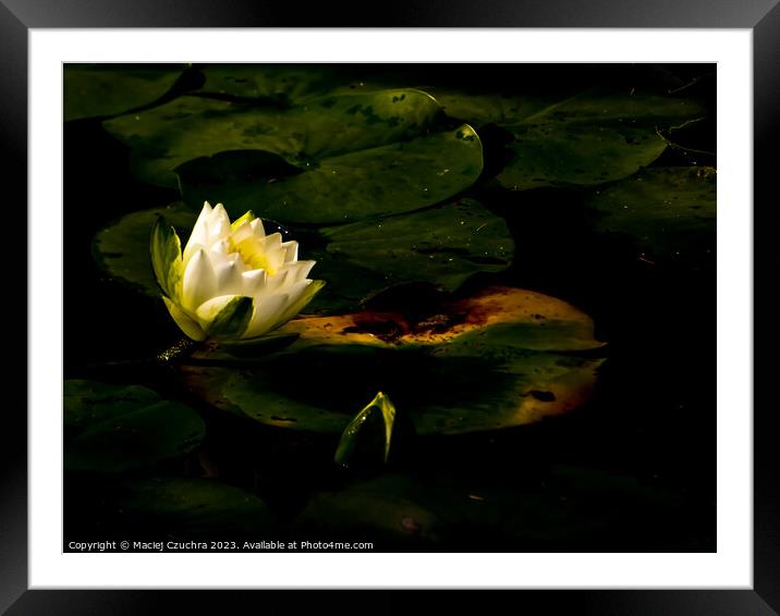 Water Lily Framed Mounted Print by Maciej Czuchra