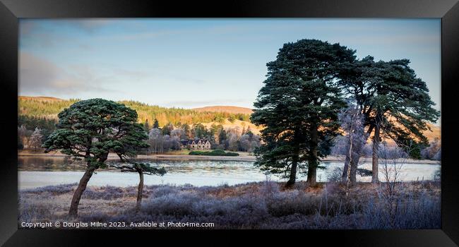 Scots Pine Trees by Loch Tulla Framed Print by Douglas Milne