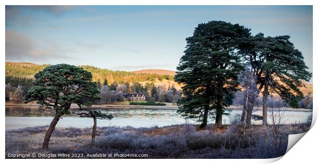 Scots Pine Trees by Loch Tulla Print by Douglas Milne