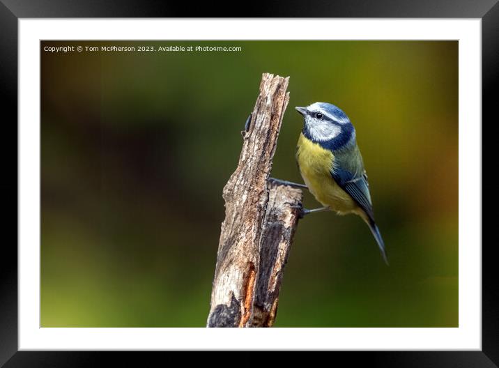 Blue Tit Framed Mounted Print by Tom McPherson